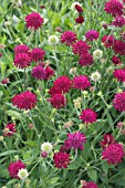 KNAUTIA CRIMSON CUSHION