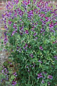 LATHYRUS ODORATUS MATUCANA