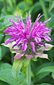 MONARDA PRARIE NIGHT