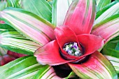 NEOREGELIA TRICOLOR