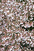 PRUNUS INCISA KOJO-NO-MAI