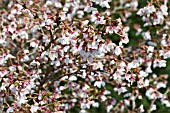 PRUNUS INCISA KOJO-NO-MAI