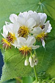 SPARRMANNIA AFRICANA