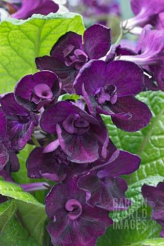 STREPTOCARPUS_ANNE