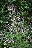 THALICTRUM DELAVAYI