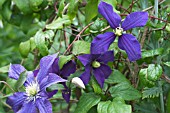 CLEMATIS PETIT FAUCON (EVISIX)