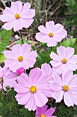 COSMOS, DWARF BEDDING