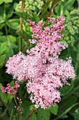 FILIPENDULA RUBRA VENUSTA