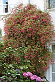 FUCHSIA MAGELLANICA