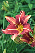 HEMEROCALLIS STAFFORD