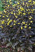 LYSIMACHIA CILIATA FIRECRACKER