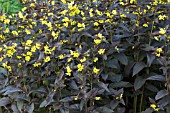 LYSIMACHIA CILIATA FIRECRACKER