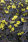 LYSIMACHIA CILIATA FIRECRACKER