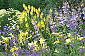 PENSTEMON, KNIPHOFIA & HEMEROCALLIS