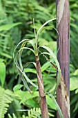 PHYLLOSTACHYS AUREA ALBOVARIEGATA