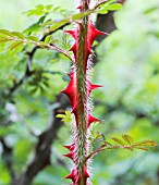 ROSA SERICAE PTERACANTHA