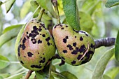 VENTURIA PIRINA, PEAR SCAB