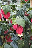 ABUTILON MEGAPOTAMICUM