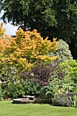 ACER, BERBERIS, ESCALLONIA & PITTOSPORUM