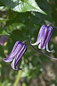 CLEMATIS ROOGOJA