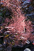 COTINUS COGGYGRIA ROYAL PURPLE