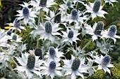 ERYNGIUM GIGANTEUM (MISS WILLMOTTS GHOST)