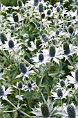 ERYNGIUM GIGANTEUM (MISS WILLMOTTS GHOST)