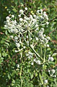 ERYNGIUM PANICULATUM