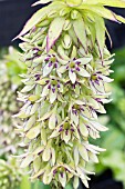 EUCOMIS AUTUMNALIS