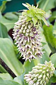 EUCOMIS AUTUMNALIS