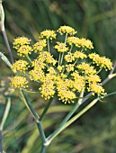 FOENICULUM VULGARE PURPUREUM