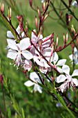 GAURA LINDHEIMERI