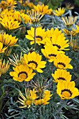 GAZANIA DAYBREAK GARDEN SUN