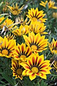 GAZANIA TIGER STRIPE