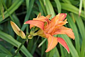 HEMEROCALLIS FULVA GREEN KWANSO