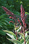 LOBELIA TUPA