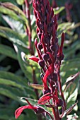 LOBELIA TUPA