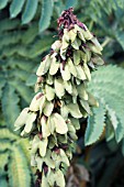 MELIANTHUS MAJOR, SEEDHEADS