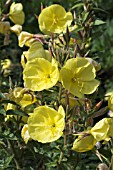 OENOTHERA PERENNIS, EVENING PRIMROSE