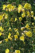 OENOTHERA PERENNIS, EVENING PRIMROSE