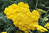 ACHILLEA CLOTH OF GOLD