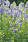 ACONITUM X CAMMARUM BICOLOR