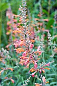 AGASTACHE FIREBIRD