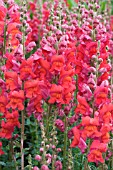 ANTIRRHINUM DEEP ORANGE