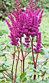 ASTILBE VISION IN RED