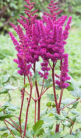 ASTILBE_VISION_IN_RED