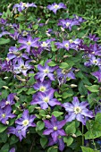 CLEMATIS PETIT FAUCON (EVISIX)