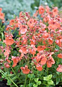 DIASCIA LITTLE TANGO