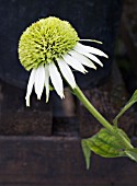 ECHINACEA COCONUT ICE