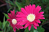 GERBERA EVERLAST